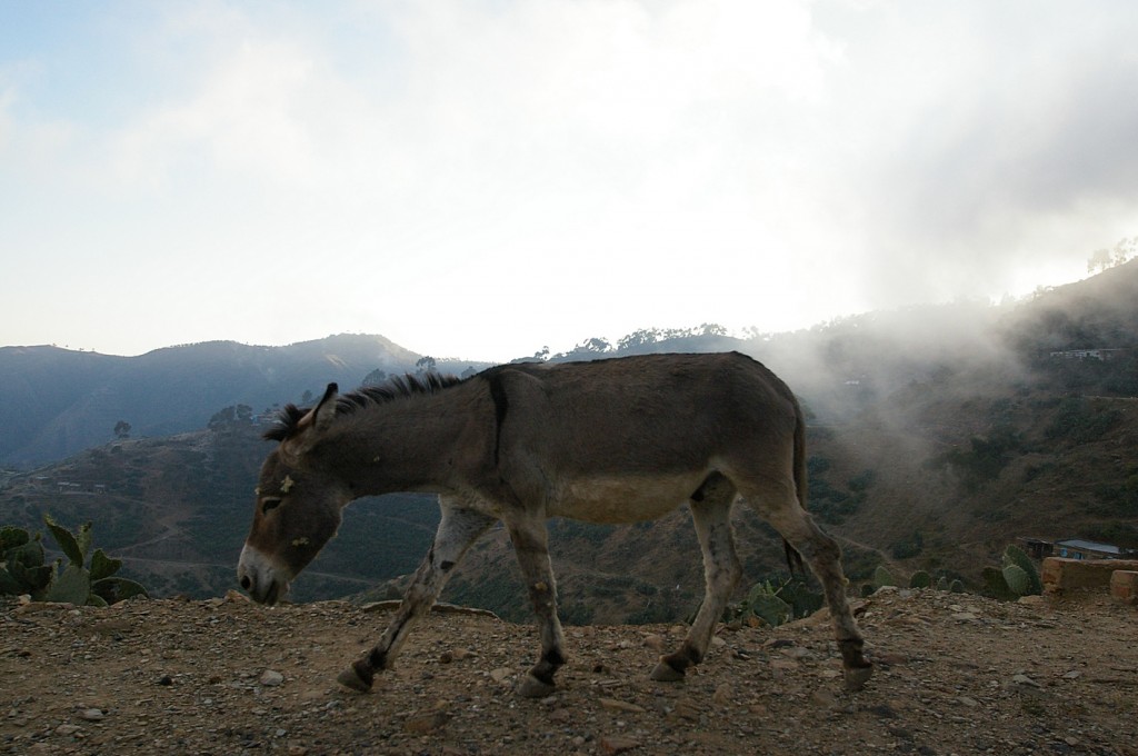 IMGP1318-web Asmara Mountain Donkey