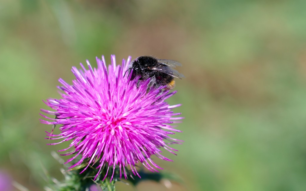 Eine Hummel sitzt über und über bestäubt auf einer Distel