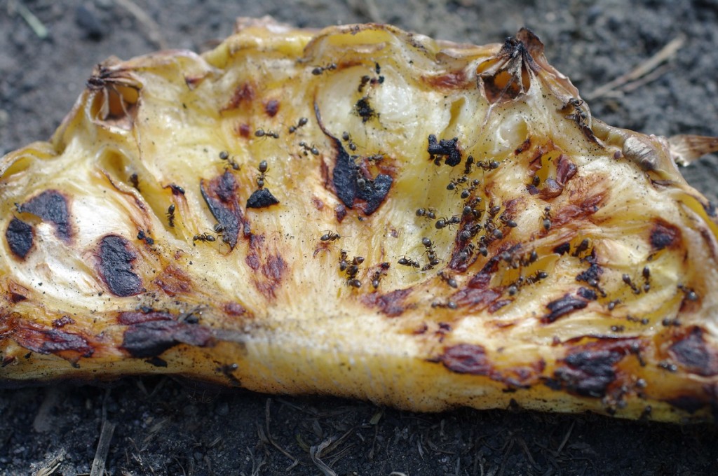 Ameisen auf verbranntem Pfannkuchen