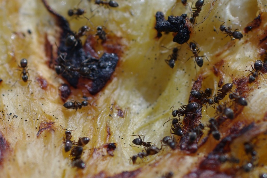 Ameisen auf verbranntem Pfannkuchen II