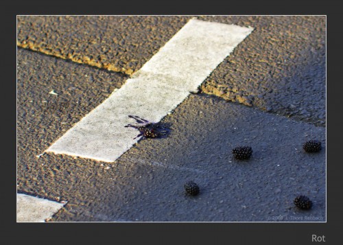 Brombeere bei Rot überfahren, auf einer Strasse liegend.