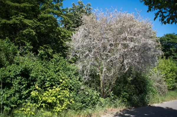 Raupen in der Hasenheide