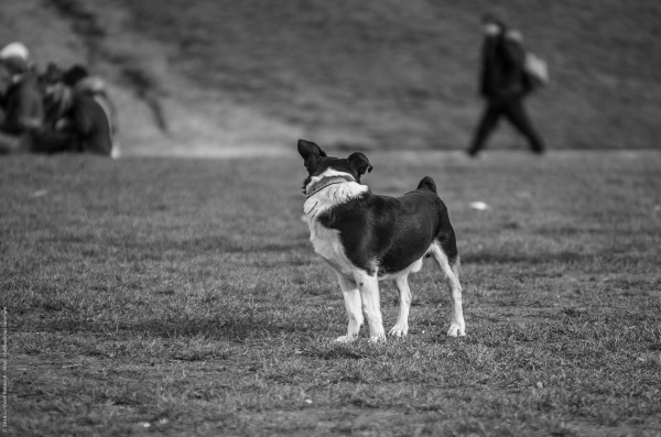 Kleiner Hund blickt sich um