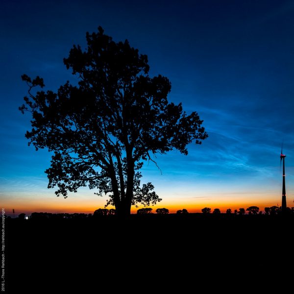 Baum und Windrad im Gegenlicht vor Sonnenuntergang