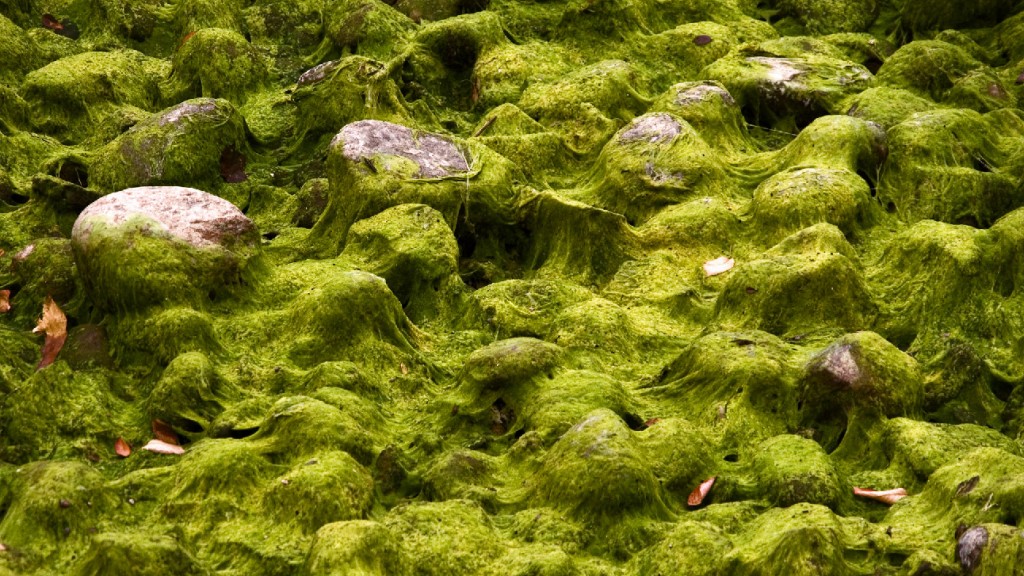 IMGP7853-schmodder-2 Vertrockneter Schmodder im Wasserbecken am Berlin Mauerpark