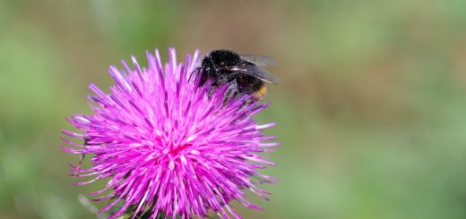 Eine Hummel sitzt über und über bestäubt auf einer Distel