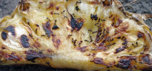 Ameisen auf verbranntem Pfannkuchen