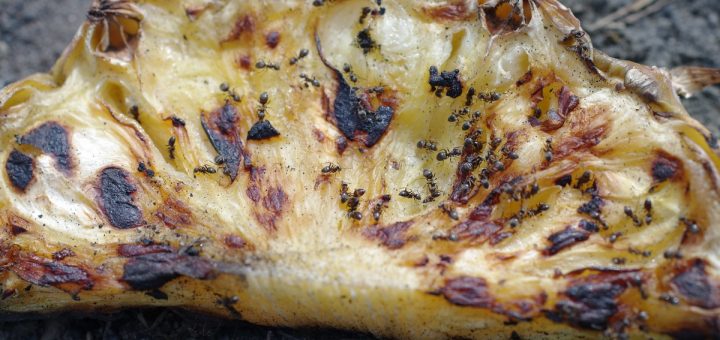 Ameisen auf verbranntem Pfannkuchen