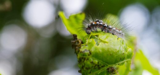 _K207121-Langhaar-Raupe