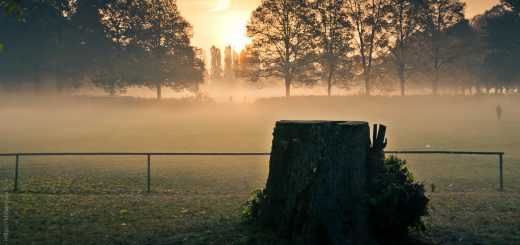 Baumstumpf im Gegenlicht am frühen nebeligen Morgen