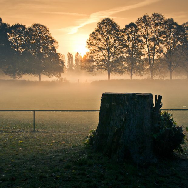 Baumstumpf im Gegenlicht am frühen nebeligen Morgen