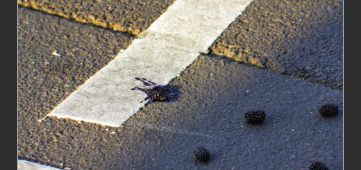 Brombeere überfahren auf Strasse