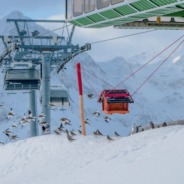 Vögel am Hochalter im Skigebiet Kühtai