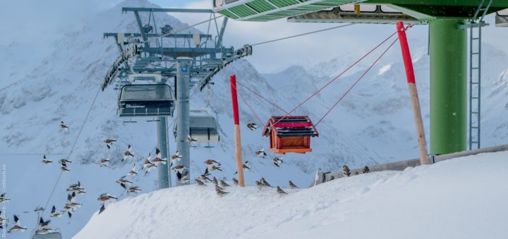 Vögel am Hochalter im Skigebiet Kühtai