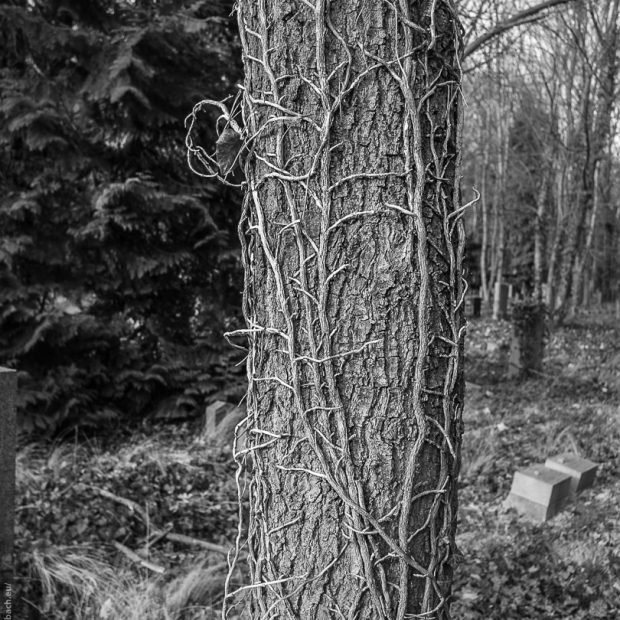 SDIM0109-Juedischer-Friedhof