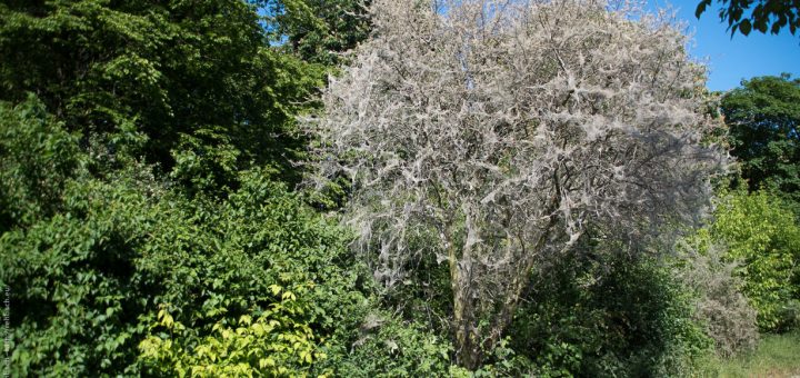 Raupen in der Hasenheide