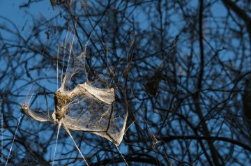Raupen in der Hasenheide