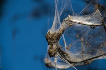 Raupen in der Hasenheide