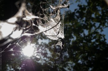 Raupen in der Hasenheide