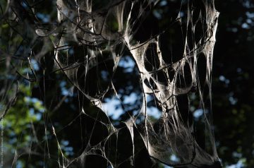 Raupen in der Hasenheide