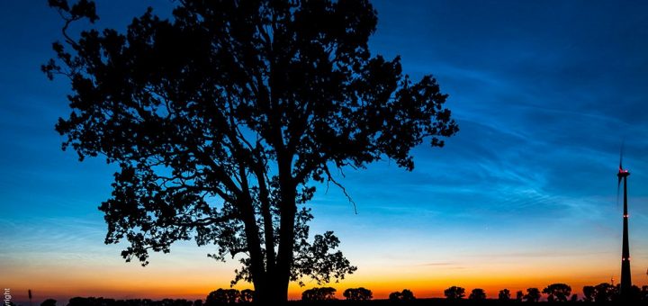 Baum und Windrad im Gegenlicht vor Sonnenuntergang