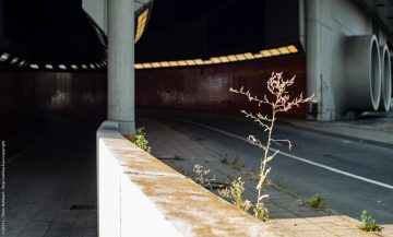 Die Natur holt sich das ICC zurück