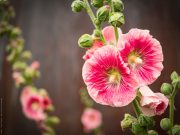 Blume fotografiert mit Panasonic GX80