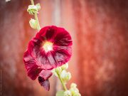 Blume fotografiert mit Panasonic GX80