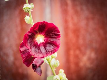 Blume fotografiert mit Panasonic GX80