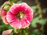 Blume fotografiert mit Panasonic GX80