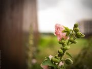 Blume fotografiert mit Panasonic GX80