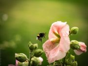Blume fotografiert mit Panasonic GX80