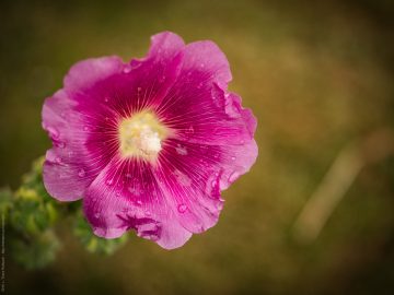 Blume fotografiert mit Panasonic GX80