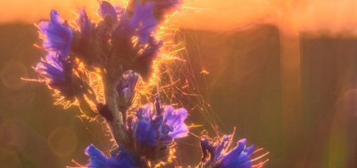 _K201991-Sommer-Farbexplosion-Article