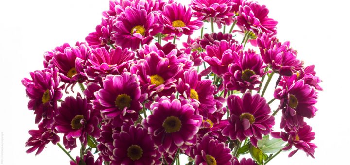 _K3I3305-Pink-Flower