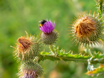 Hummel & Distel
